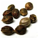 Семена марихуаны АК-47  (Seeds AK-47) в Циолковском
